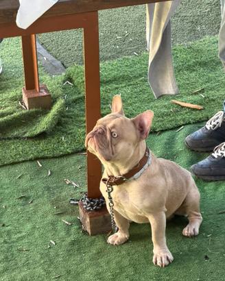 Bull dog francese Isabella new shade: PER MONTA