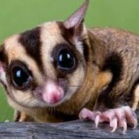 Petauri dello zucchero