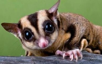 Petauri dello zucchero