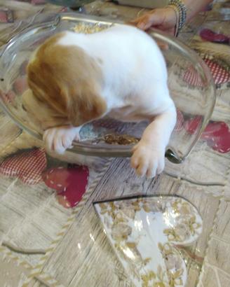 Cuccioli clastidium pointer inglese pregiato