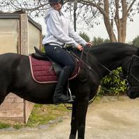 Cavalla Minorchina 2015