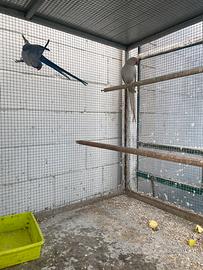 Parrocchetti dal collare