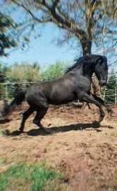 Puledro Murgese 3 anni