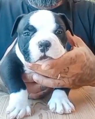 American Bully Pocket Maschietto
