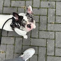 Disponibile per monta