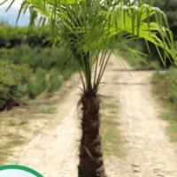 palme resistenti al freddo