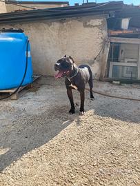 Disponibile per monta