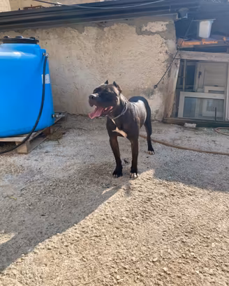 Disponibile per monta