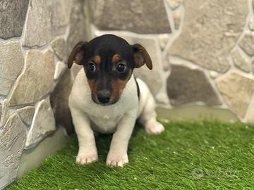 Jack Russell