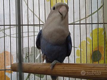 Inseparabile femmina