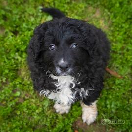 Cucciolo Pastore australiano e Border collie