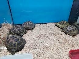Tartarughe di terra