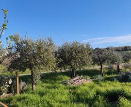 Terreno agricolo