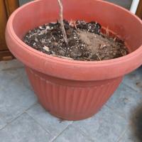 Vaso in Plastica Resistente altezza 30 cm