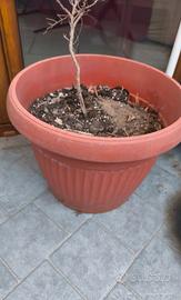 Vaso in Plastica Resistente altezza 30 cm