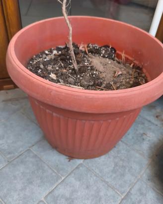 Vaso in Plastica Resistente altezza 30 cm