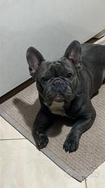 Bulldog francese