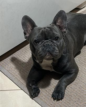 Bulldog francese