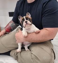 bouledogue francese bulldog francese 