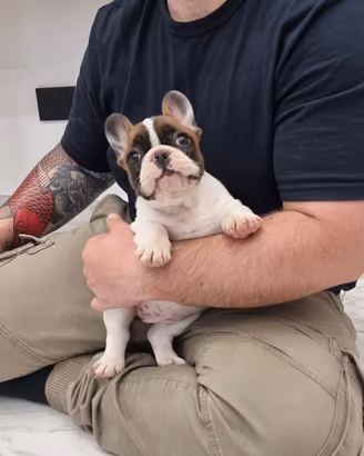 bouledogue francese bulldog francese 