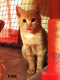 Kirk micio rosso di 3 mesi