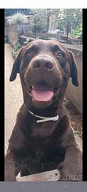 Labrador retriever