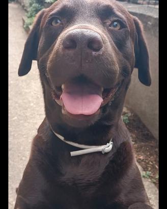 Labrador retriever