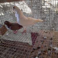 Coppia piccioni cravattati