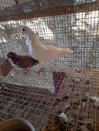 Coppia piccioni cravattati