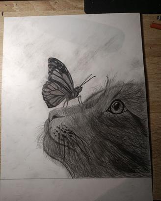 disegni