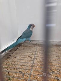 Coppia di parrocchetti monaci