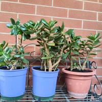 Piante Classula Ovata