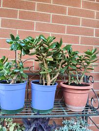 Piante Classula Ovata