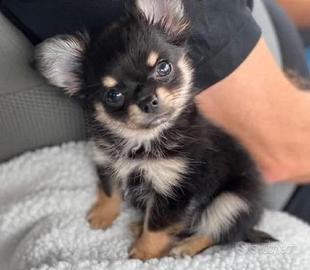 chihuahua Toy pelo lungo 