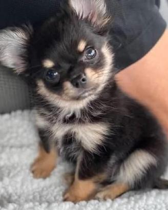 chihuahua Toy pelo lungo 