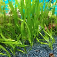 Vallisneria spiralis piante acquario