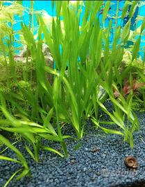 Vallisneria spiralis piante acquario