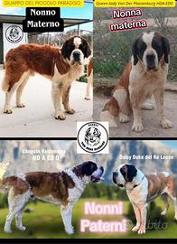 Cuccioli di san bernardo con pedigree