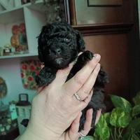Barboncina Toy femmina nera