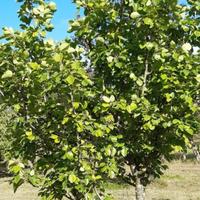 Terreno Frutteto