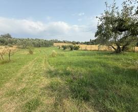 Terreno di 4000 Mq. con alberi da frutto