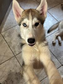 husky
