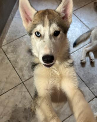 husky