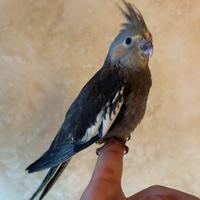 Calopsite allevata a mano