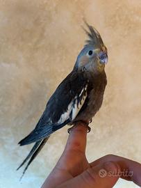 Calopsite allevata a mano