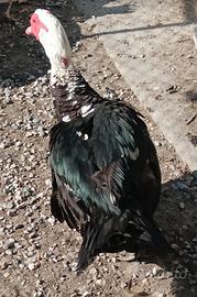 Maschio Anatra Muta