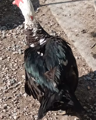 Maschio Anatra Muta