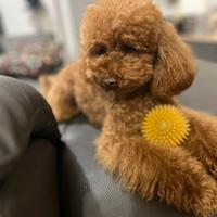 Piccolo barbone nano red per monte