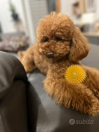 Piccolo barbone nano red per monte