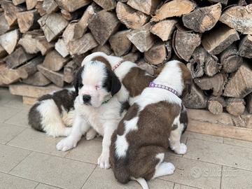 Cuccioli San Bernardo